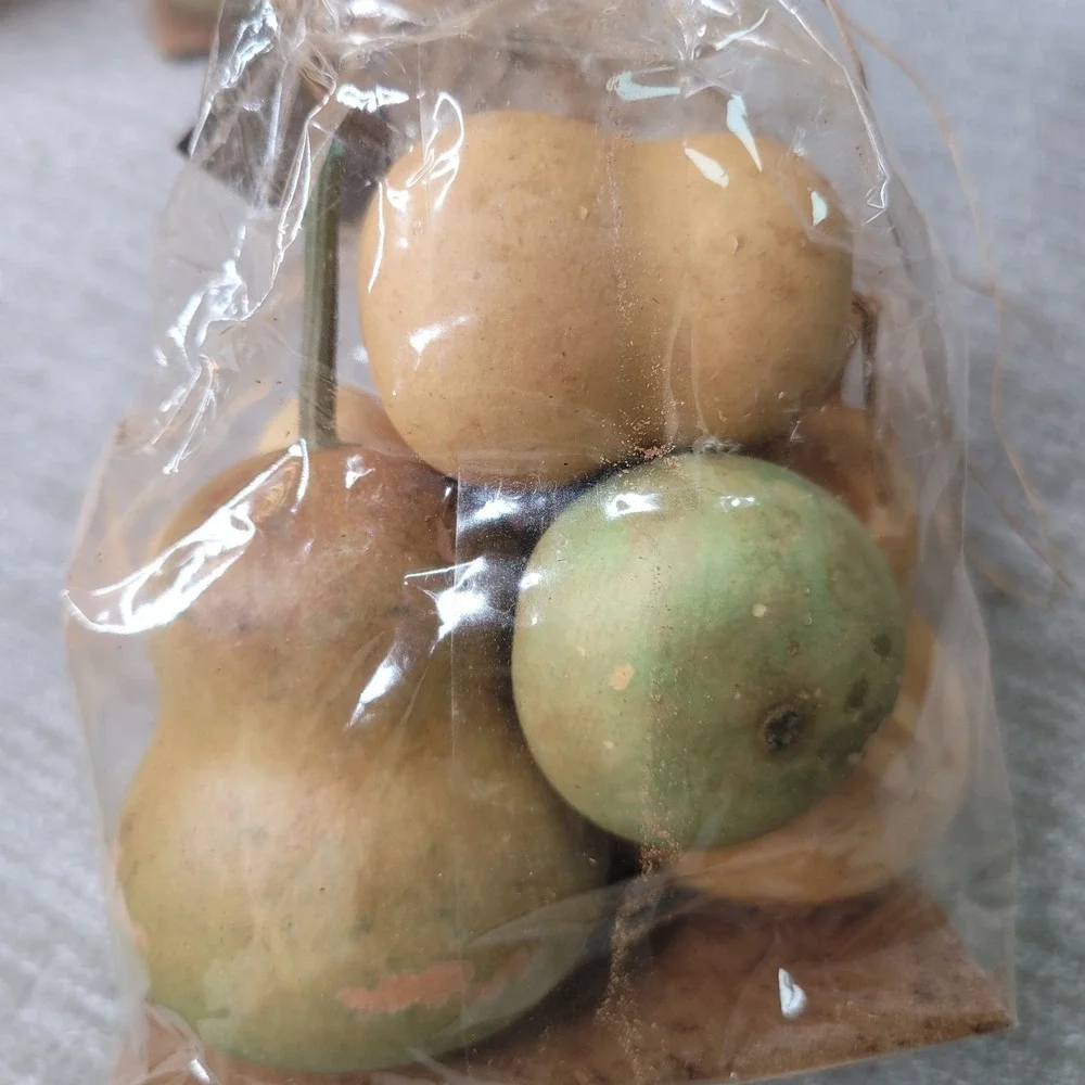 Pottery Barn Real Dried Gourds Made USA Grown in California Fall Bowl Filler NIP
